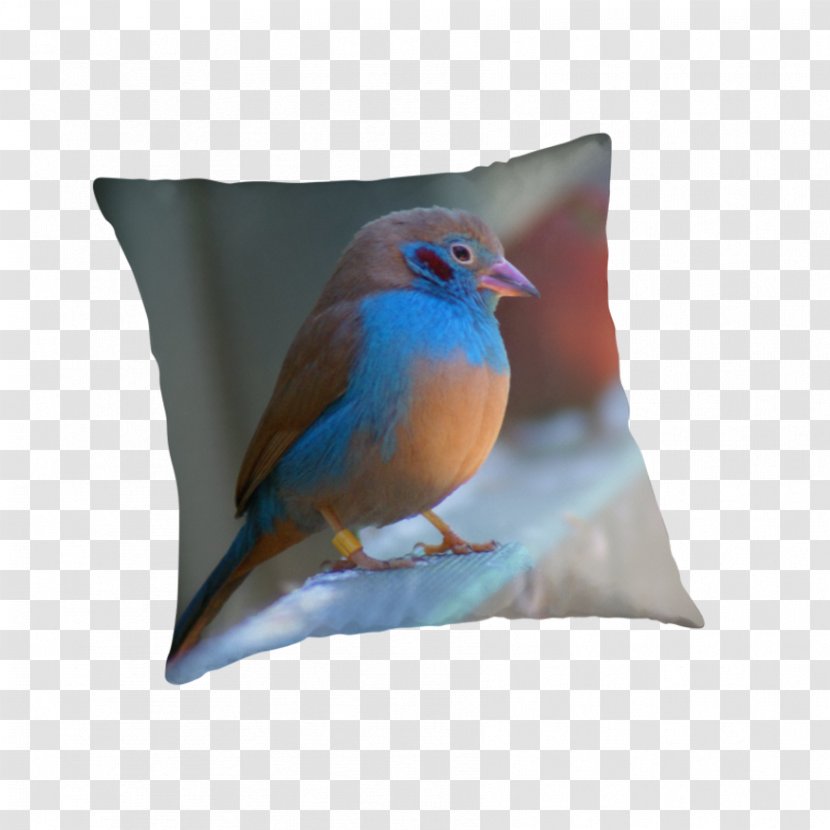 Wren Cushion Pillow Feather Beak Transparent PNG