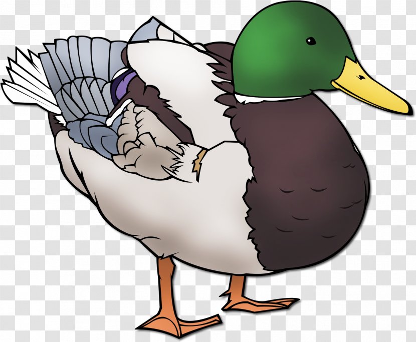 Daffy Duck Swans Goose Mallard - Ducks Geese And Transparent PNG