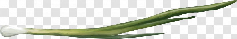 Onion Vegetable Clip Art - Photography - 500 Transparent PNG