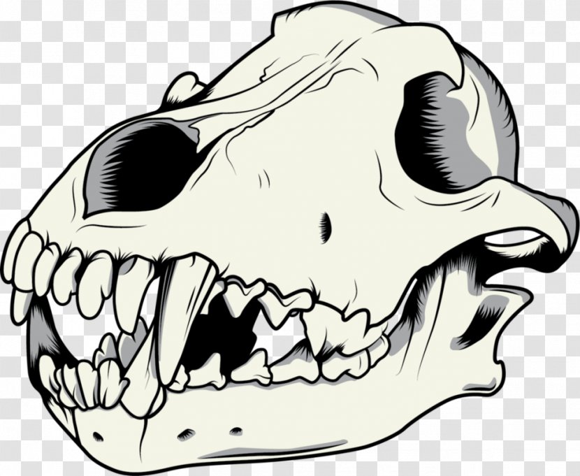 Gray Wolf Drawing Skull - Smile - Skeleton Vector Transparent PNG