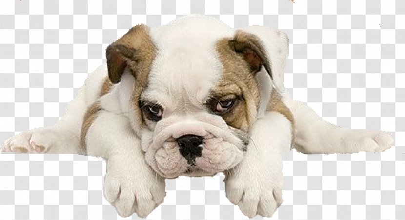 Toy Bulldog Puppy French Pet Sitting - Vertebrate Transparent PNG
