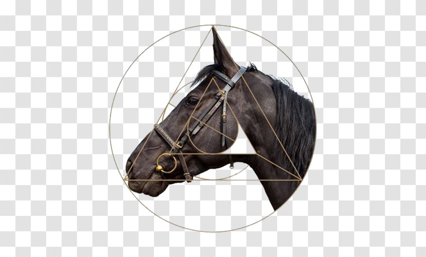 Horse Harness Stallion Halter - Tack - Round Head Transparent PNG