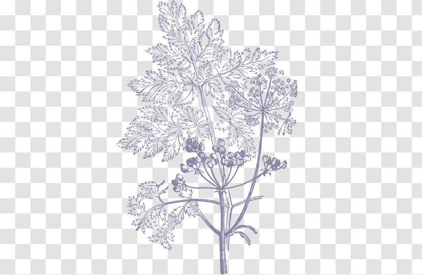 Drawing - Woody Plant - Illustrations Transparent PNG