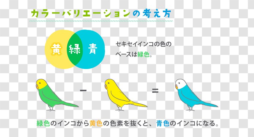 Budgerigar Parrots Parakeet Yellow Color - Logo Transparent PNG