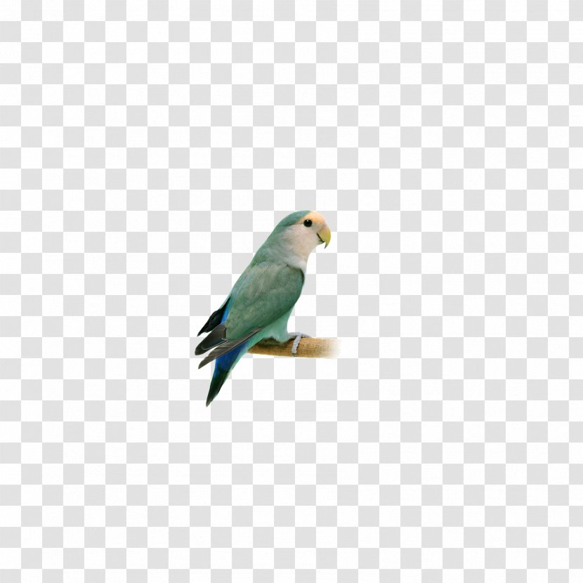 Lovebird Finch Macaw Parakeet Feather - Parrot Transparent PNG