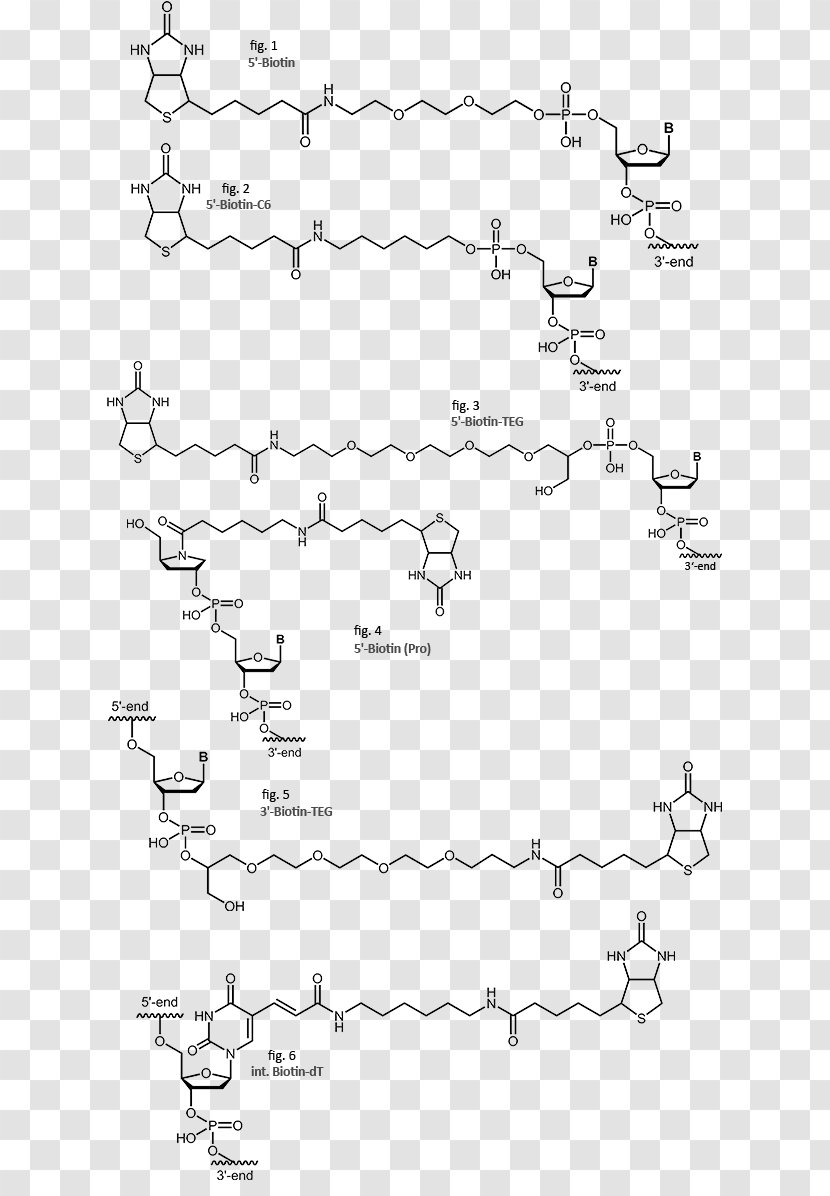 Streptavidin Biotinylation Oligonucleotide - Heart - Cartoon Transparent PNG