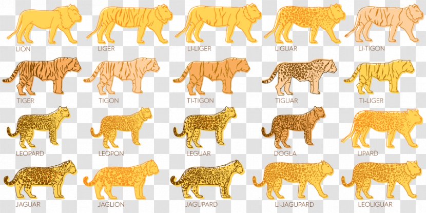 Lion Wildcat Tiger Jaguar - Asian Golden Cat Transparent PNG