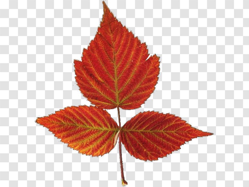 Red Maple Autumn Leaf Color - Leaves Transparent PNG