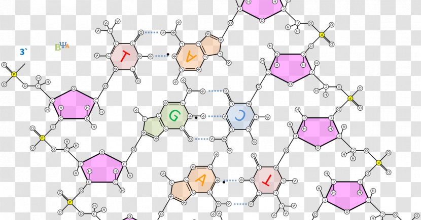 The Double Helix: A Personal Account Of Discovery Structure DNA Nucleotide Base Pair Hydrogen Bond - Tree - Cartoon Transparent PNG