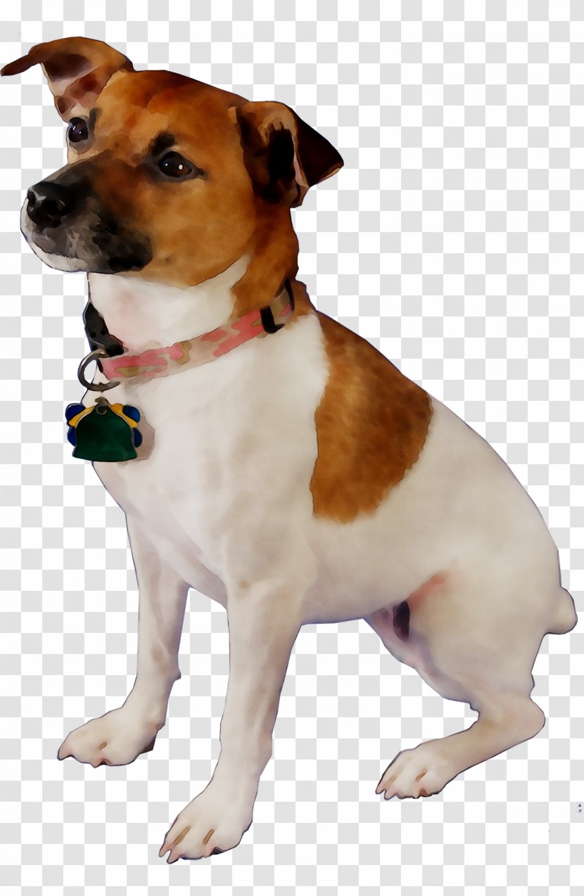 Dog Breed Miniature Fox Terrier Plummer Tenterfield Jack Russell - Rat Transparent PNG