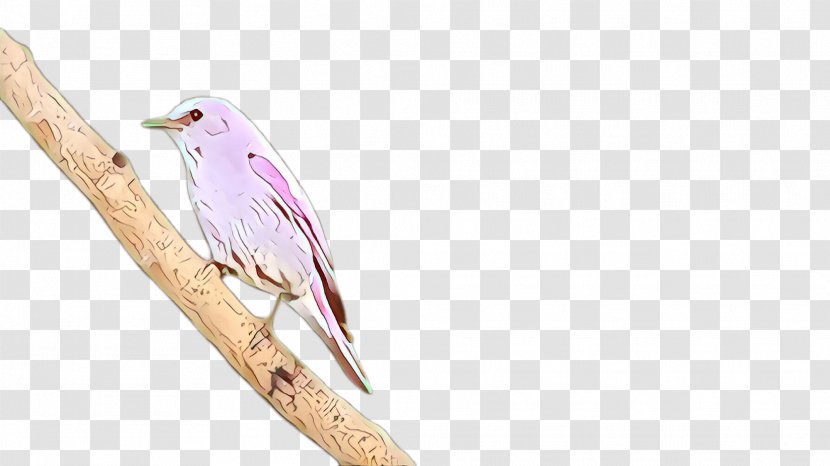Feather - Songbird - Wing Transparent PNG