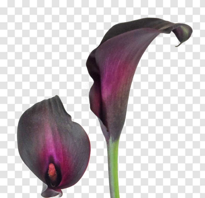 Arum-lily Easter Lily Tiger Bulb Callalily - Plant Stem Transparent PNG