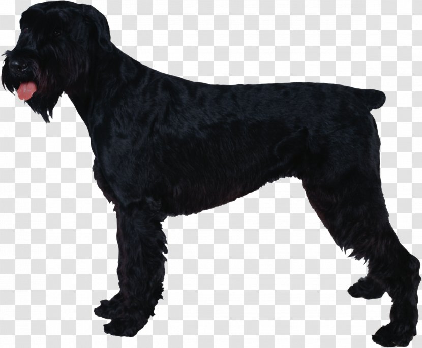 Giant Schnauzer Standard Miniature Black Russian Terrier Clip Art - Decal - The Dog Transparent PNG