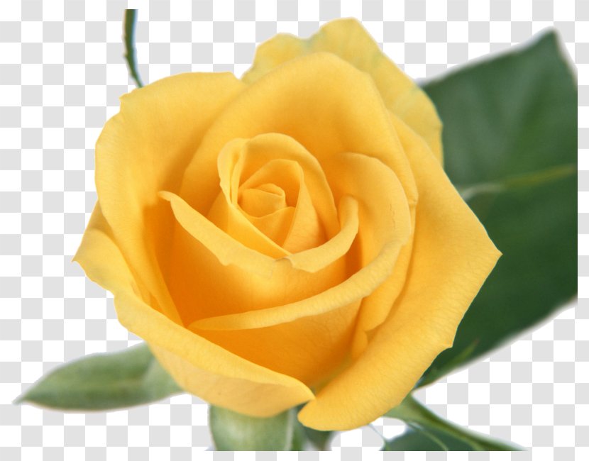 Yellow Cut Flowers Rose Family Garden Roses - Order - Flower Transparent PNG