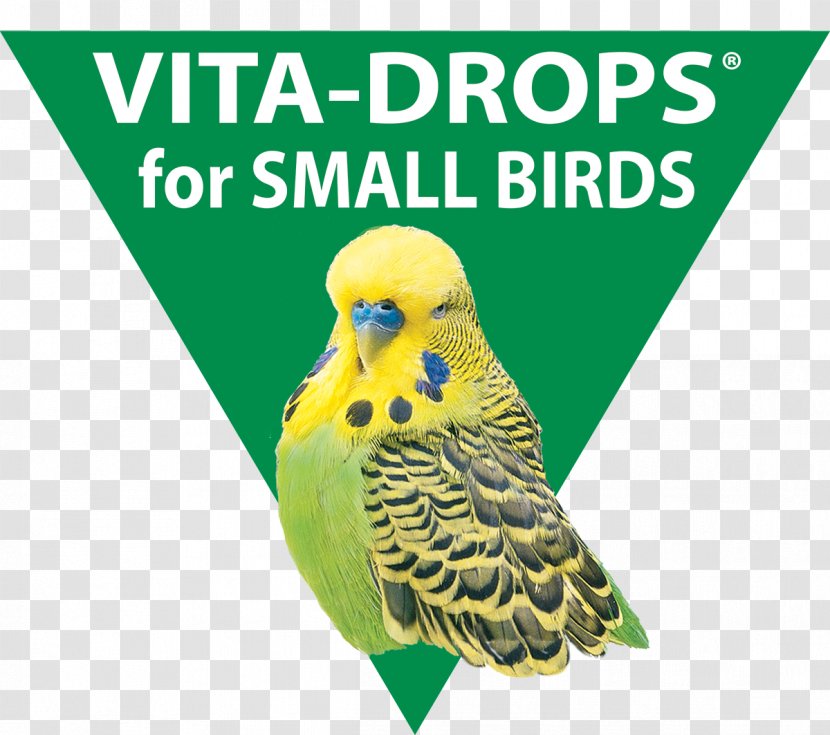 Bird Parakeet Beak Graphics Fauna - Common Pet Transparent PNG