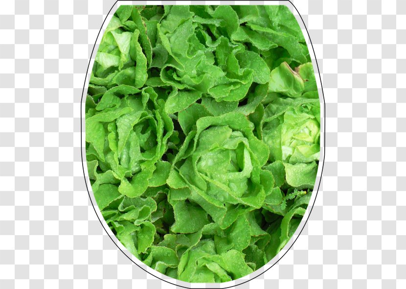 Gebr. Meier Gemüsekulturen AG Agrohandel Romaine Lettuce Buchs - Spinach - Vegetarian Food Transparent PNG