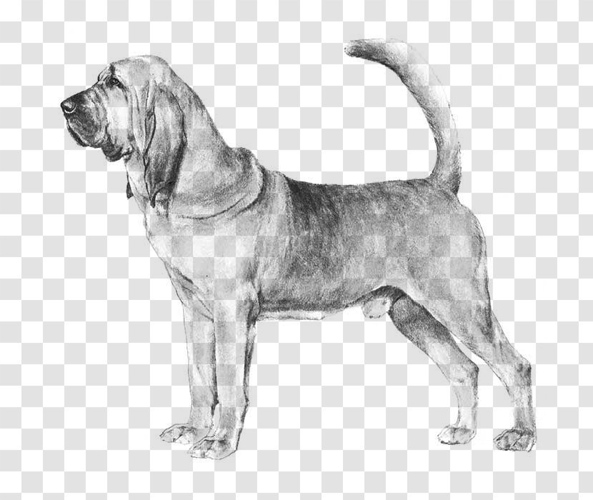 Bloodhound Catahoula Cur Basenji Afghan Hound Borzoi - Drawing - Dog Breed Transparent PNG