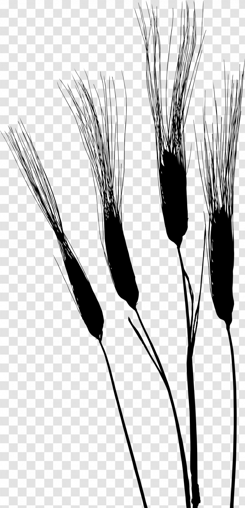 Grasses Flower Plant Stem Commodity Plants - Monochrome Photography Transparent PNG