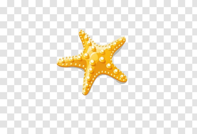 Starfish Euclidean Vector Clip Art - Orange Transparent PNG