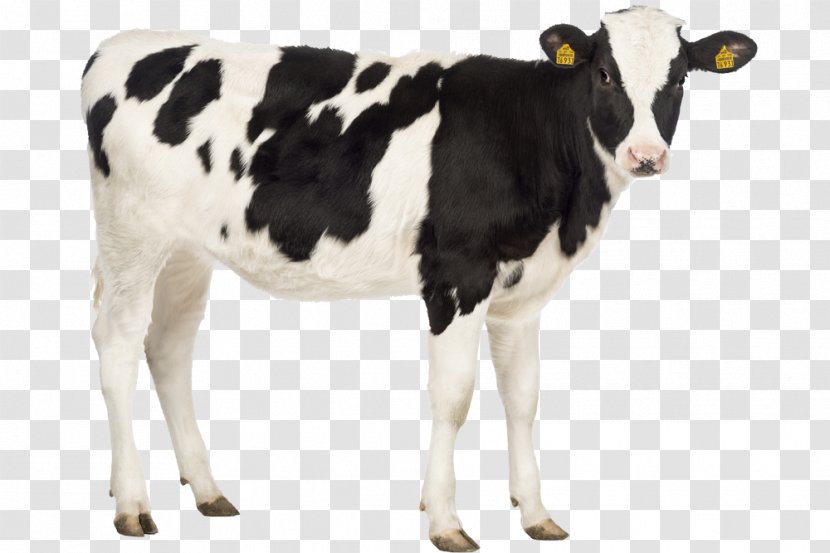 Calf Holstein Friesian Cattle Livestock Stock Photography Horse - Hobby Farm Transparent PNG