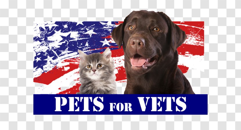 Dog Pets For Vets United States Animal Shelter - Photo Caption - Simple Desk Calendar Transparent PNG