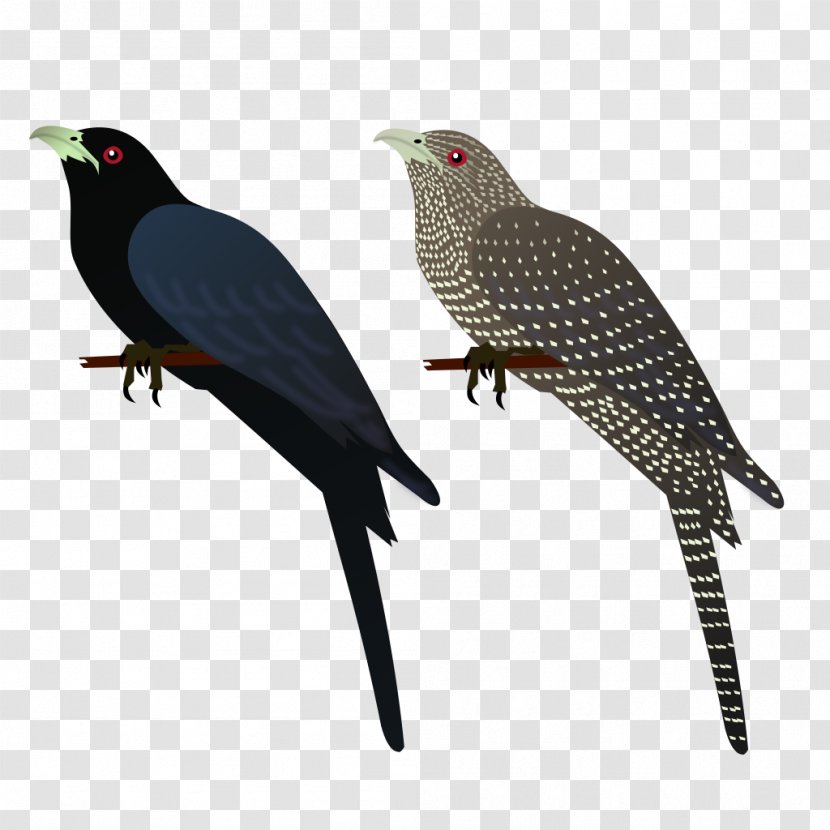 Asian Koel Bird House Crow Common Myna Clip Art - Drawing Transparent PNG