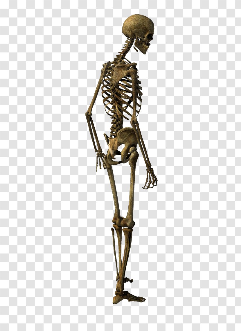 Bronze Sculpture Classical Organism - Skeleton Transparent PNG