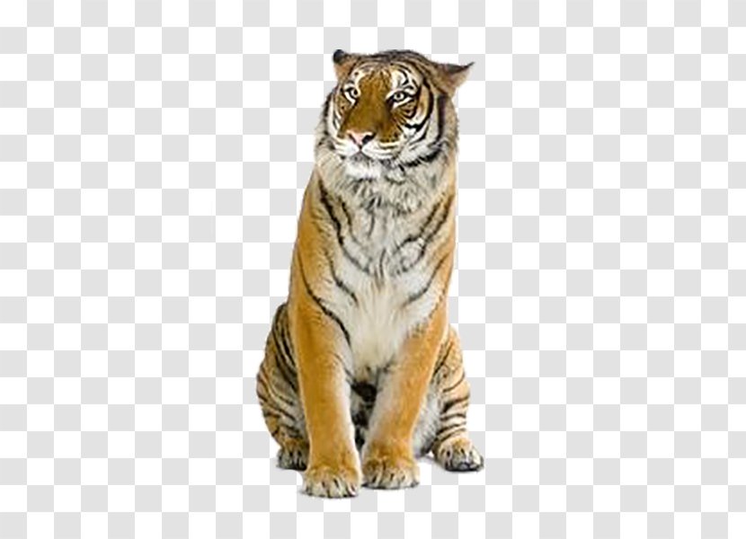 Tiger Wallpaper - Fur - Creative Transparent PNG