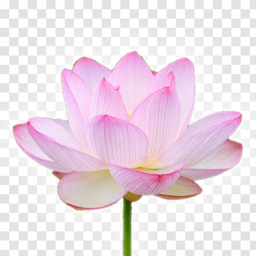 Pink M MTN Group Plant Stem RTV Lotus-m - Flowering - Flower Transparent PNG