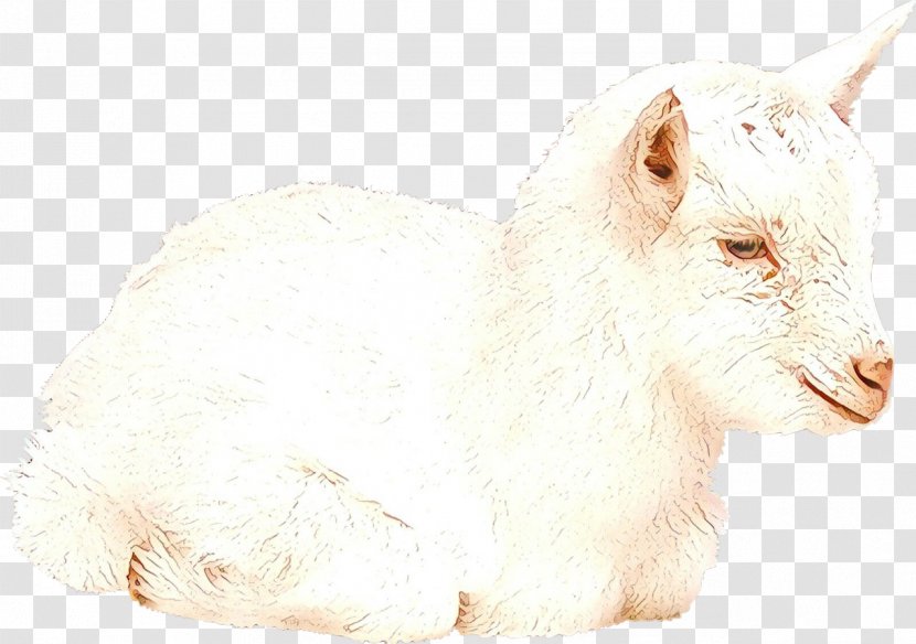 Goat Sheep Cat Rat Fur - Goatantelope - Fauna Transparent PNG