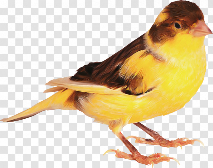 Bird Atlantic Canary Beak Canary Finch Transparent PNG