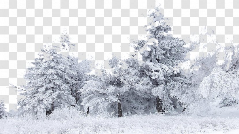 Snow Tree Winter Birch Wallpaper - Mobile Phone Transparent PNG
