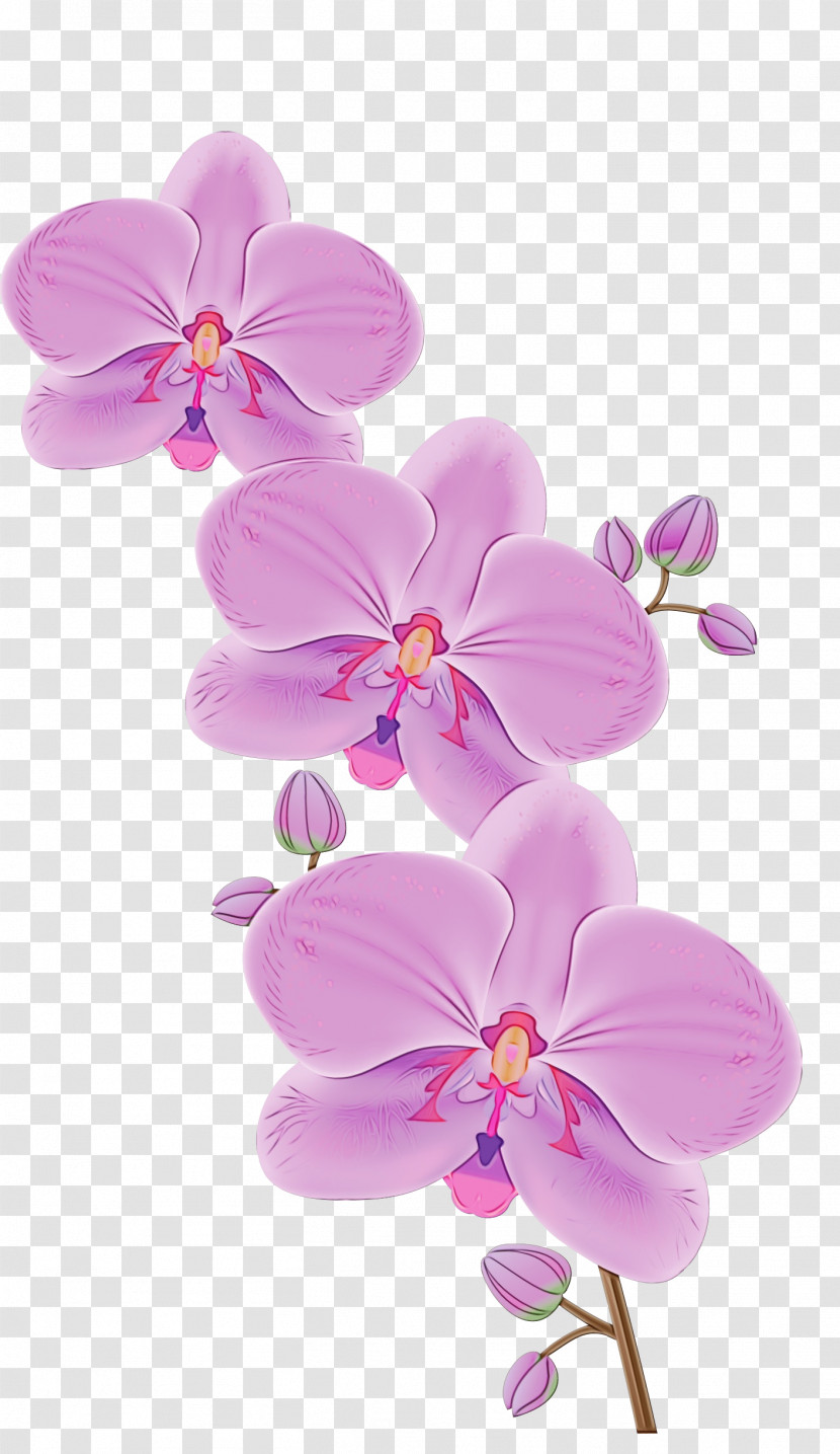 Orchids Flower Phalaenopsis Equestris Cartoon Dendrobium Transparent PNG