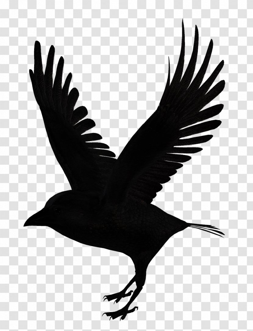 Bird Download - Black And White Transparent PNG