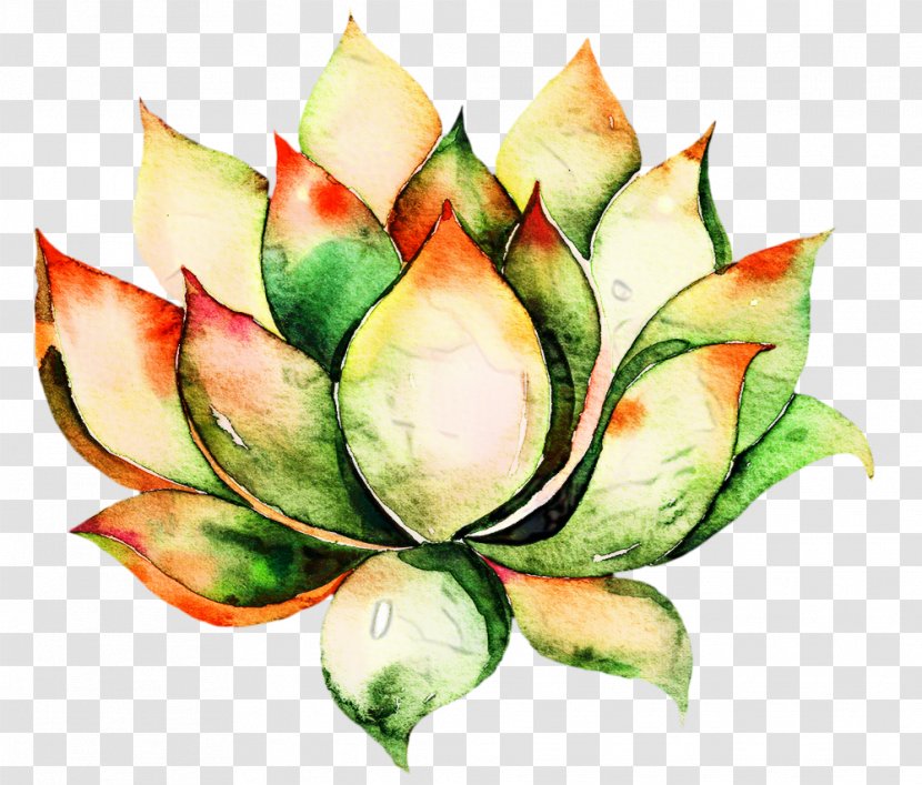 Flower Art Watercolor - Drawing - Perennial Plant Echeveria Transparent PNG