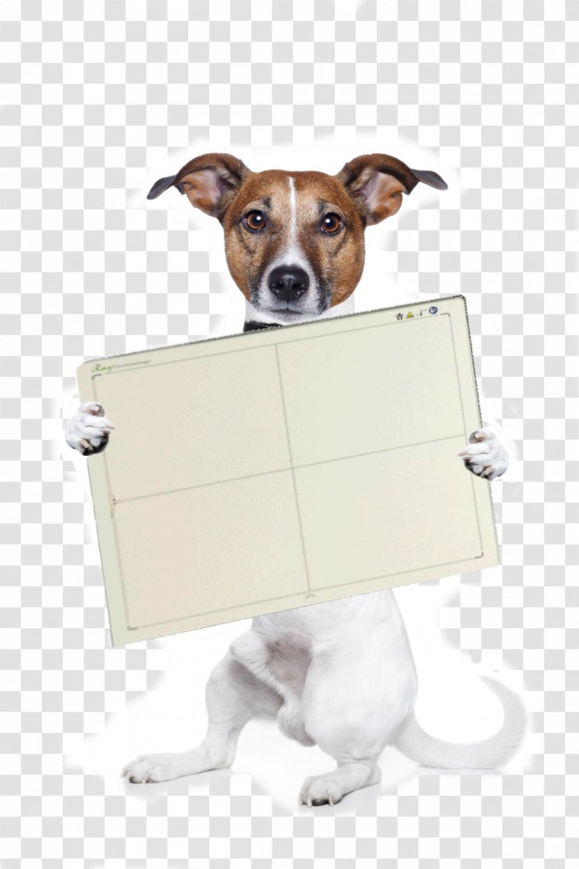 Jack Russell Terrier Airedale Puppy Stock Photography Transparent PNG