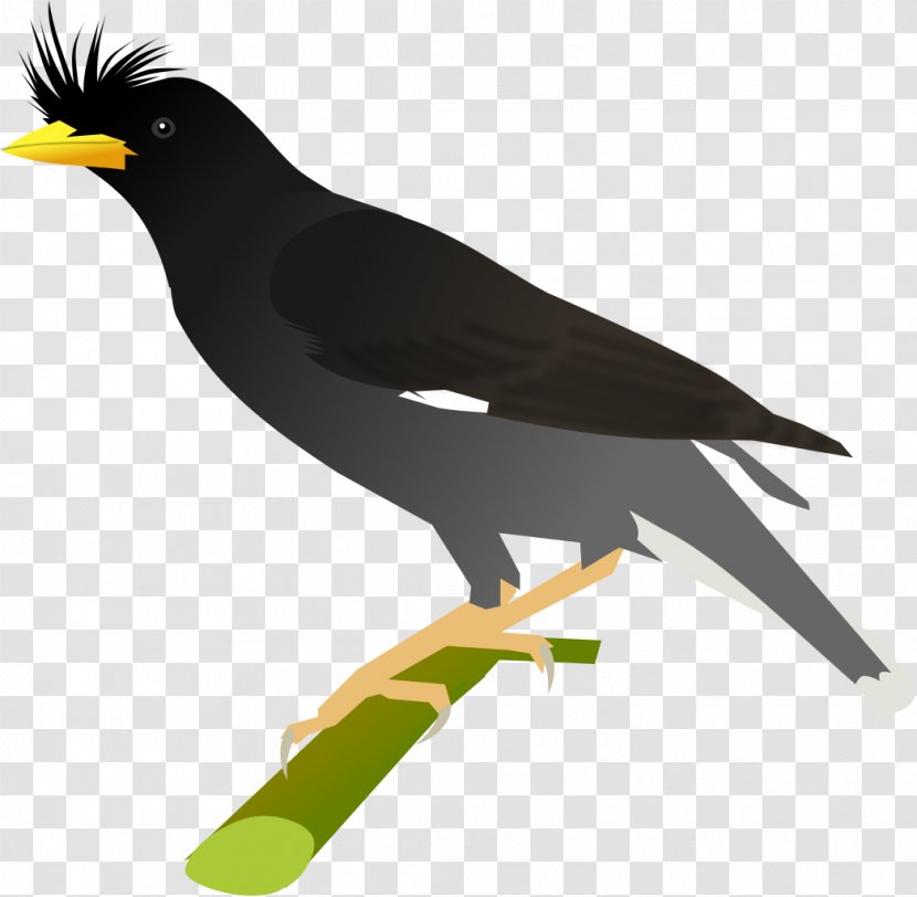 Bird Cartoon - Great Myna - Songbird Perching Transparent PNG