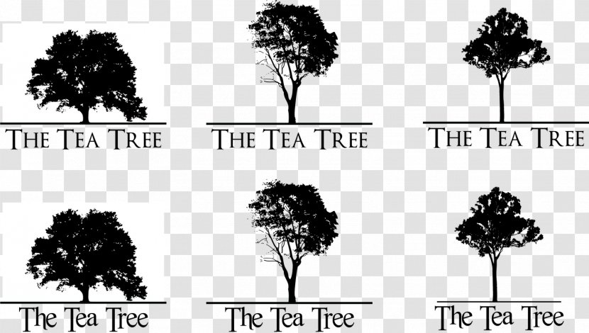 Branch Google Search Tree Pine - Tea Trees Transparent PNG