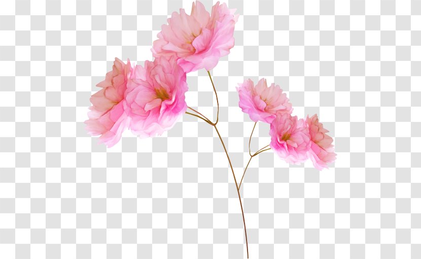 Pink Flowers - Plant - Flower Transparent PNG