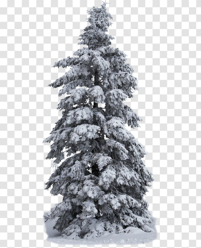 Spruce Pine Christmas Tree - Lusatia Transparent PNG