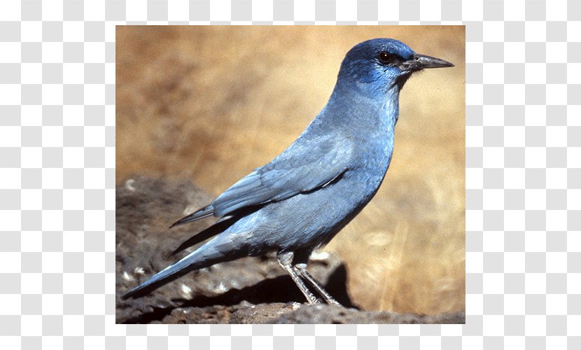 American Crow Blue Jay Bluebird Blackbird - Wing Transparent PNG