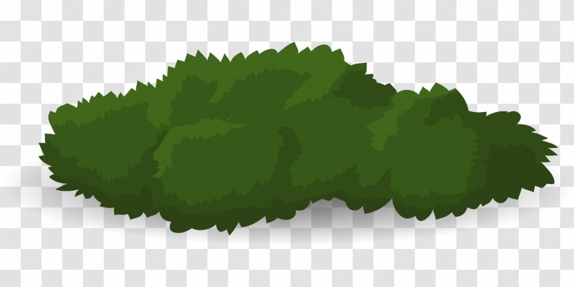 Tree Shrub Drawing - Deciduous - Bushes Transparent PNG