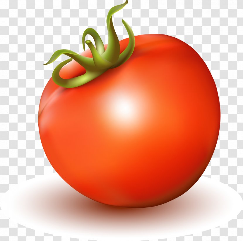 Tomato Juice Soup - Vector Realistic Transparent PNG