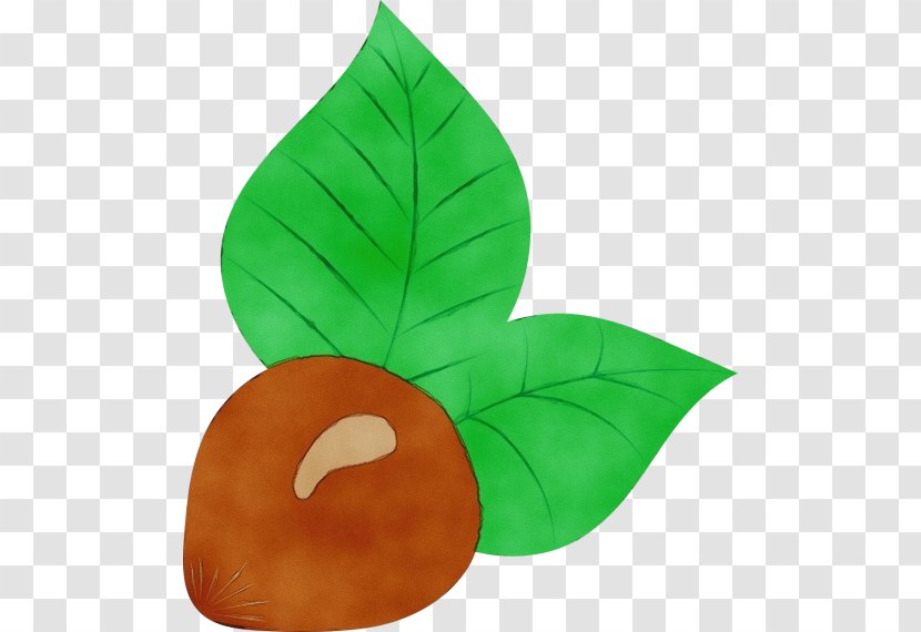 Hazelnut Acorn Lollipop Walnut Green - Snack - Anthurium Symbol Transparent PNG