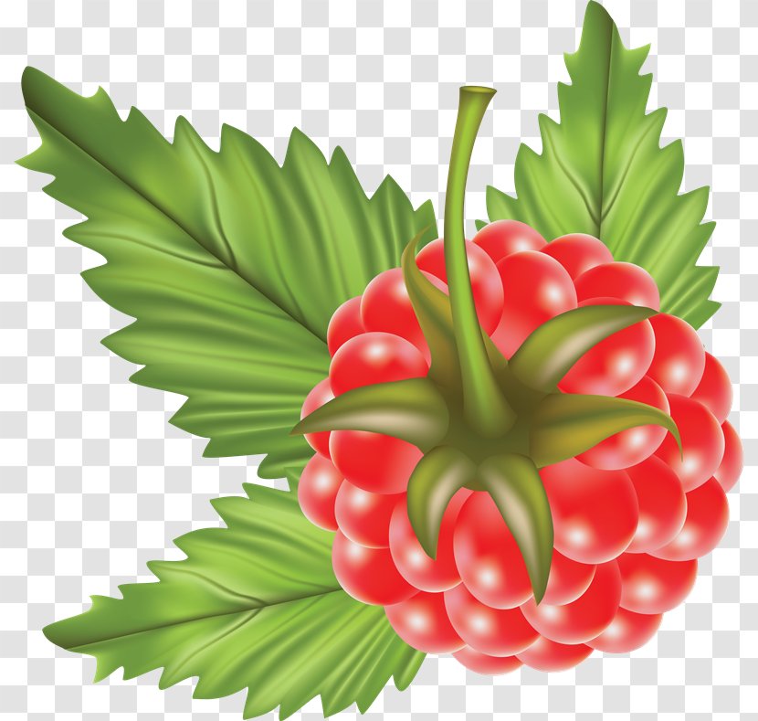 Raspberry - Food - Local Transparent PNG