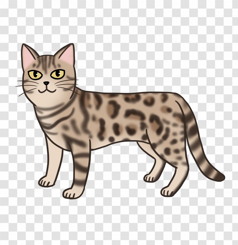 American Shorthair California Spangled Wirehair Bengal Cat Tabby - Ocicat - Kitten Transparent PNG