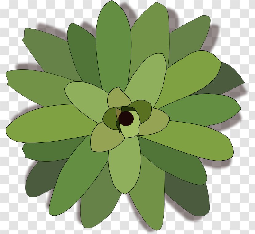 Clip Art - Leaf - Plant Transparent PNG