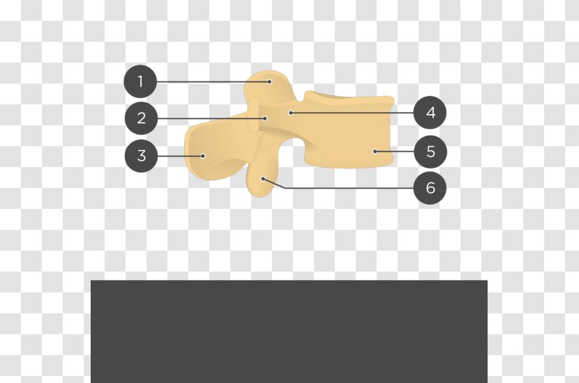 Skull Lumbar Vertebrae Anatomy Lebeční šev Fibrous Joint Transparent PNG