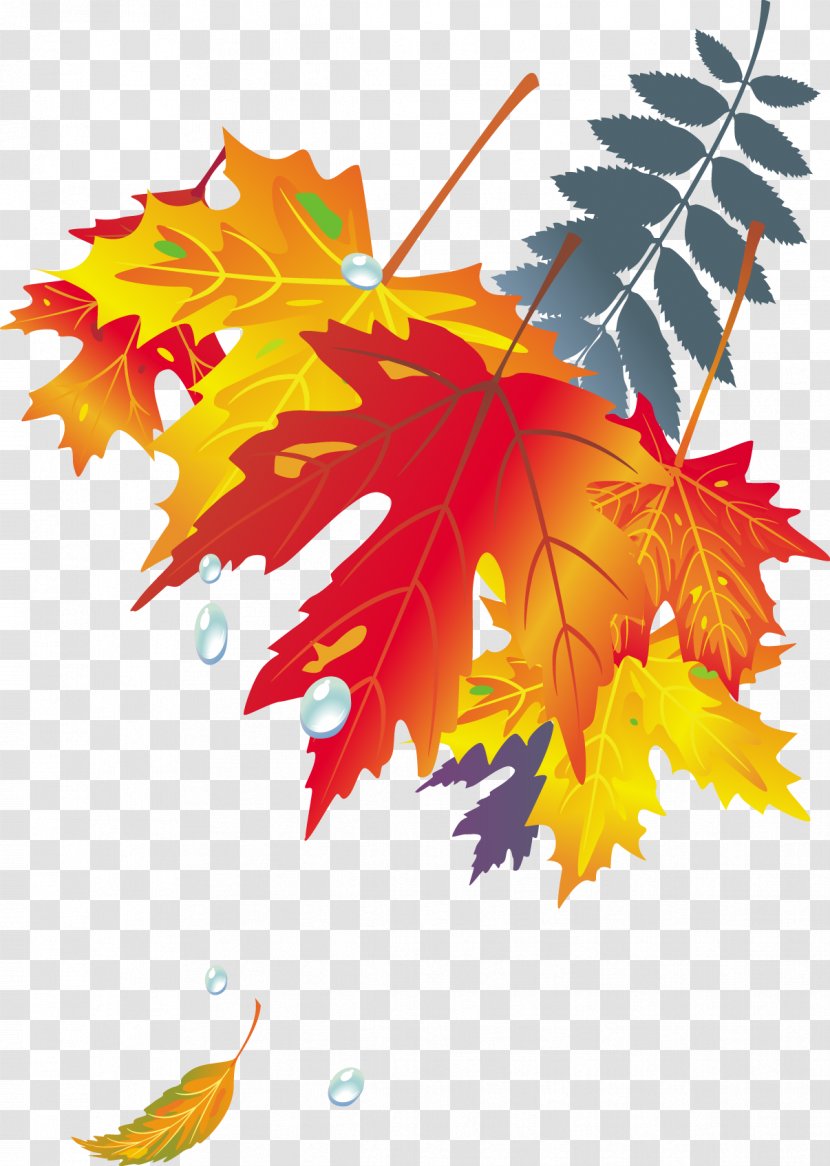 Maple Leaf Autumn Color Japanese - Vector Golden Leaves Transparent PNG