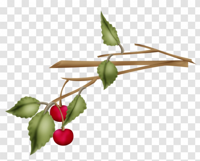 Rose Hip Twig Plant Stem Leaf - Berry Transparent PNG